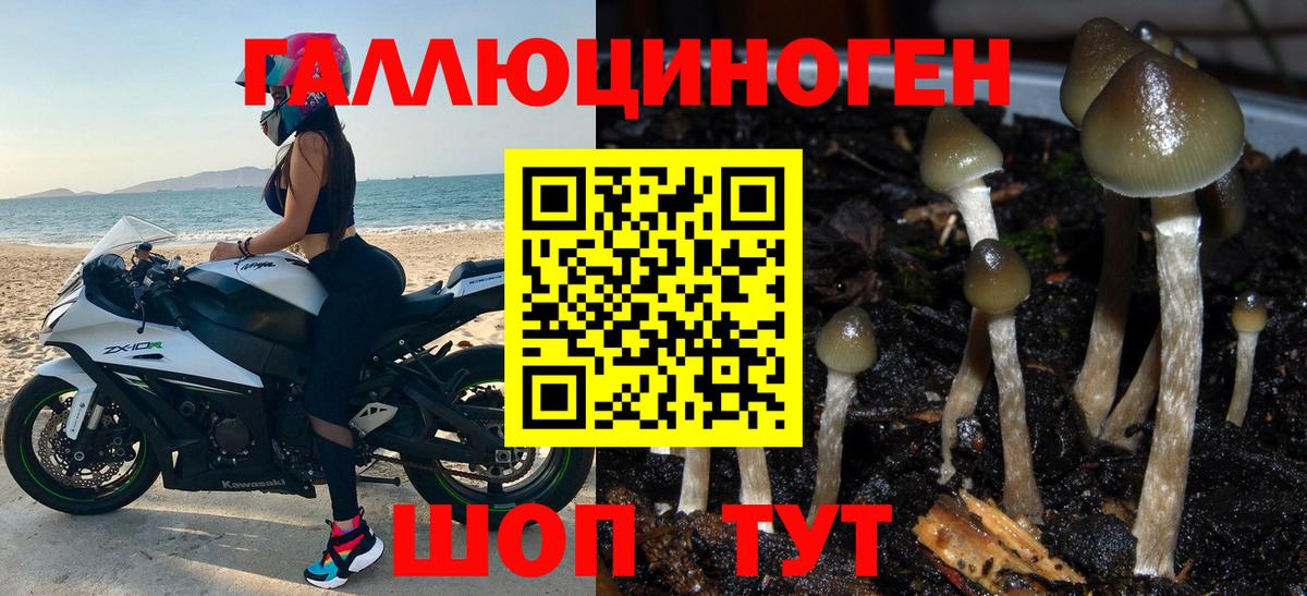 Псилоцибиновые грибы Psilocybine cubensis  Галлюциногенные грибы Psilocybe  Брянск 